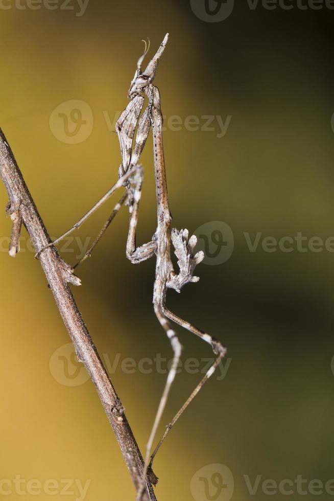 mantis palo empusa pennata foto