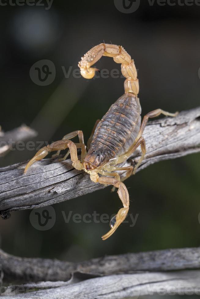 buthus escorpión scorpio occitanus foto