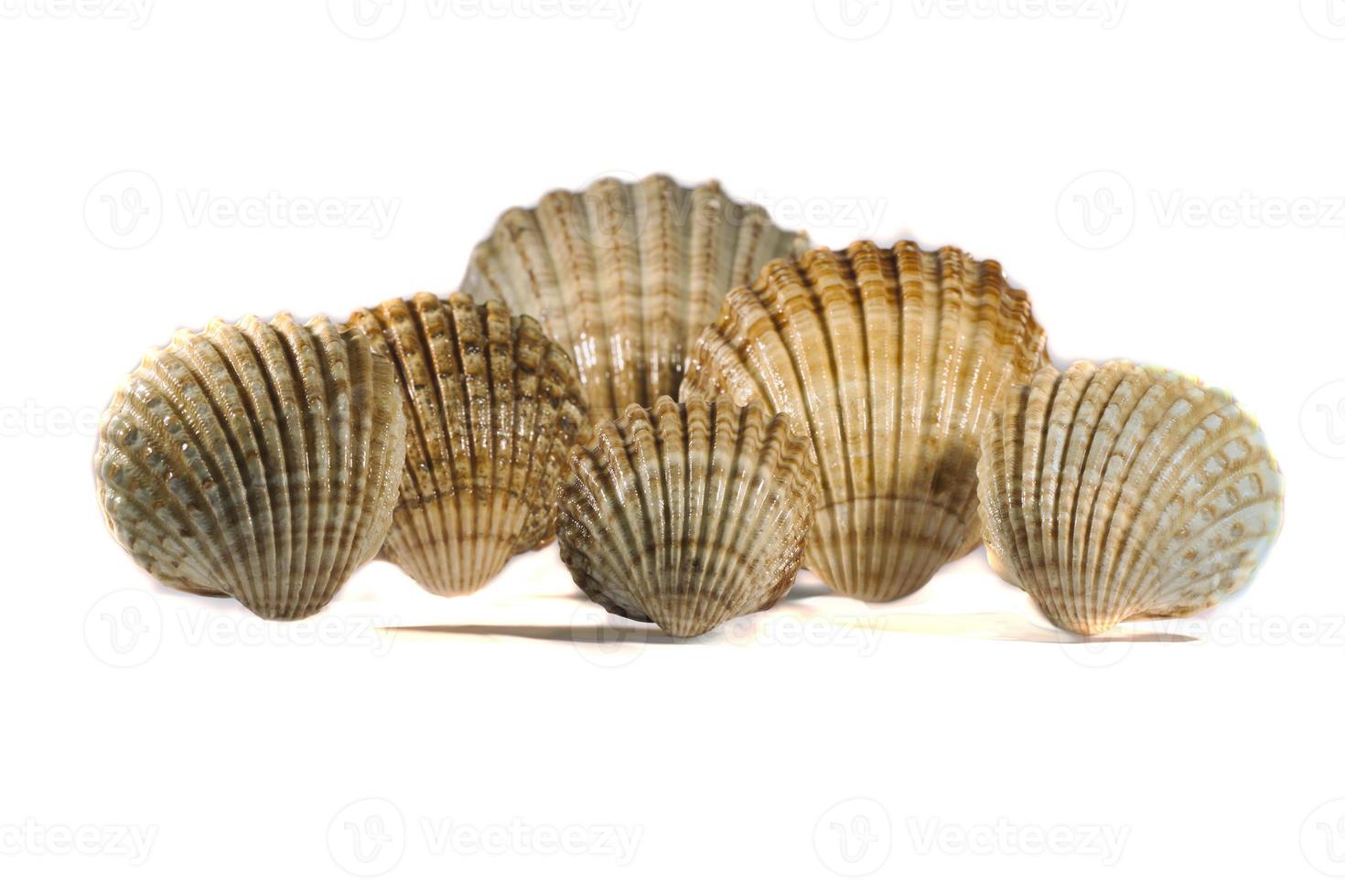 seashells on a white background photo