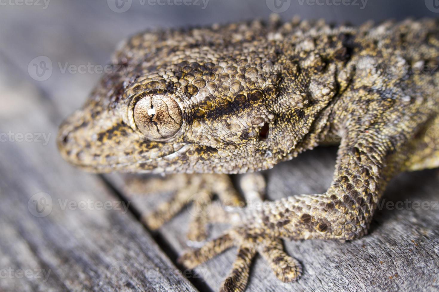 Moorish Gecko Tarentola mauritanica photo