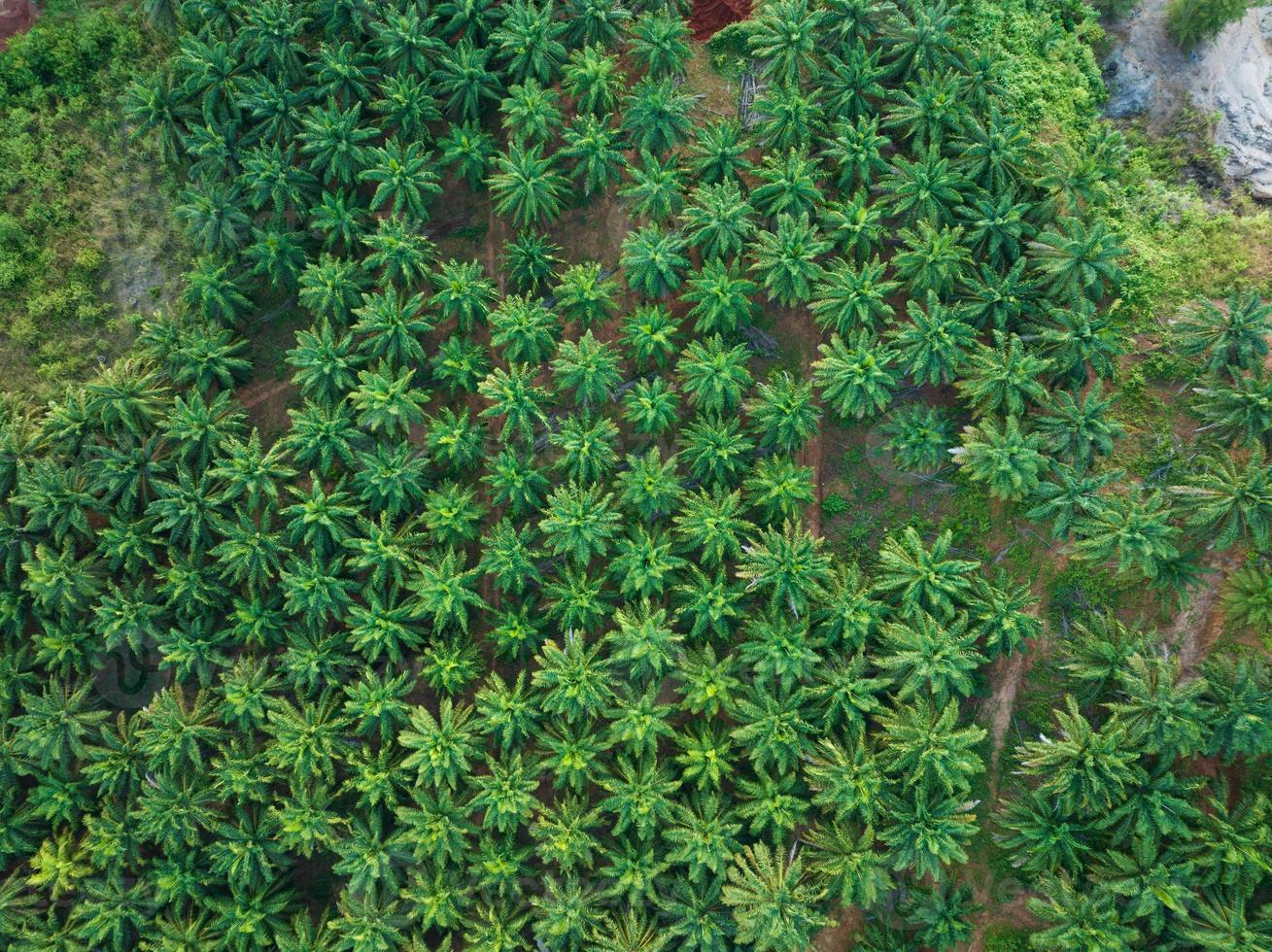 Top view aerial shot of the palm grove with green trees forest,palm grove and shadows from palm trees,Amazing nature trees background photo