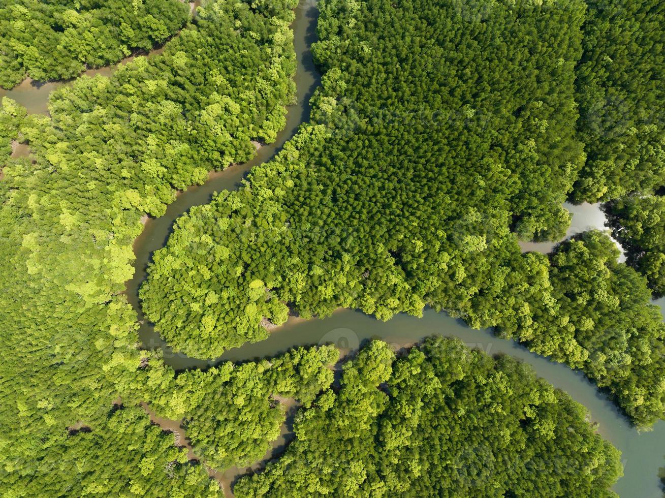 Amazing abundant mangrove forest, Aerial view of forest trees Rainforest ecosystem and healthy environment background, Texture of green trees forest top down, High angle view photo