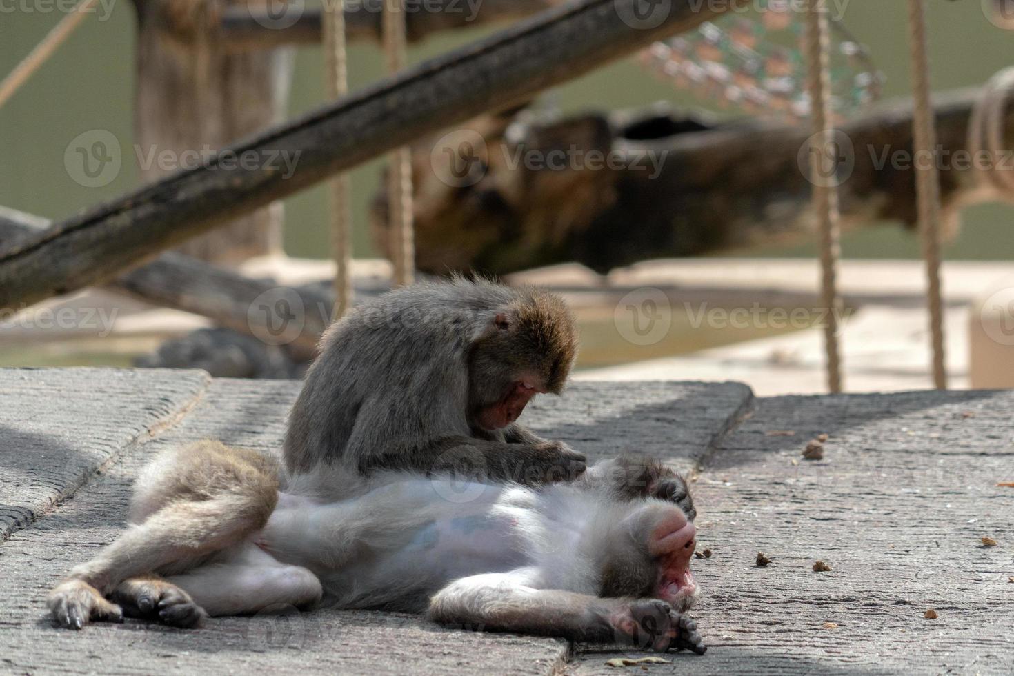 japanese macaque monkey portrait while grooming photo
