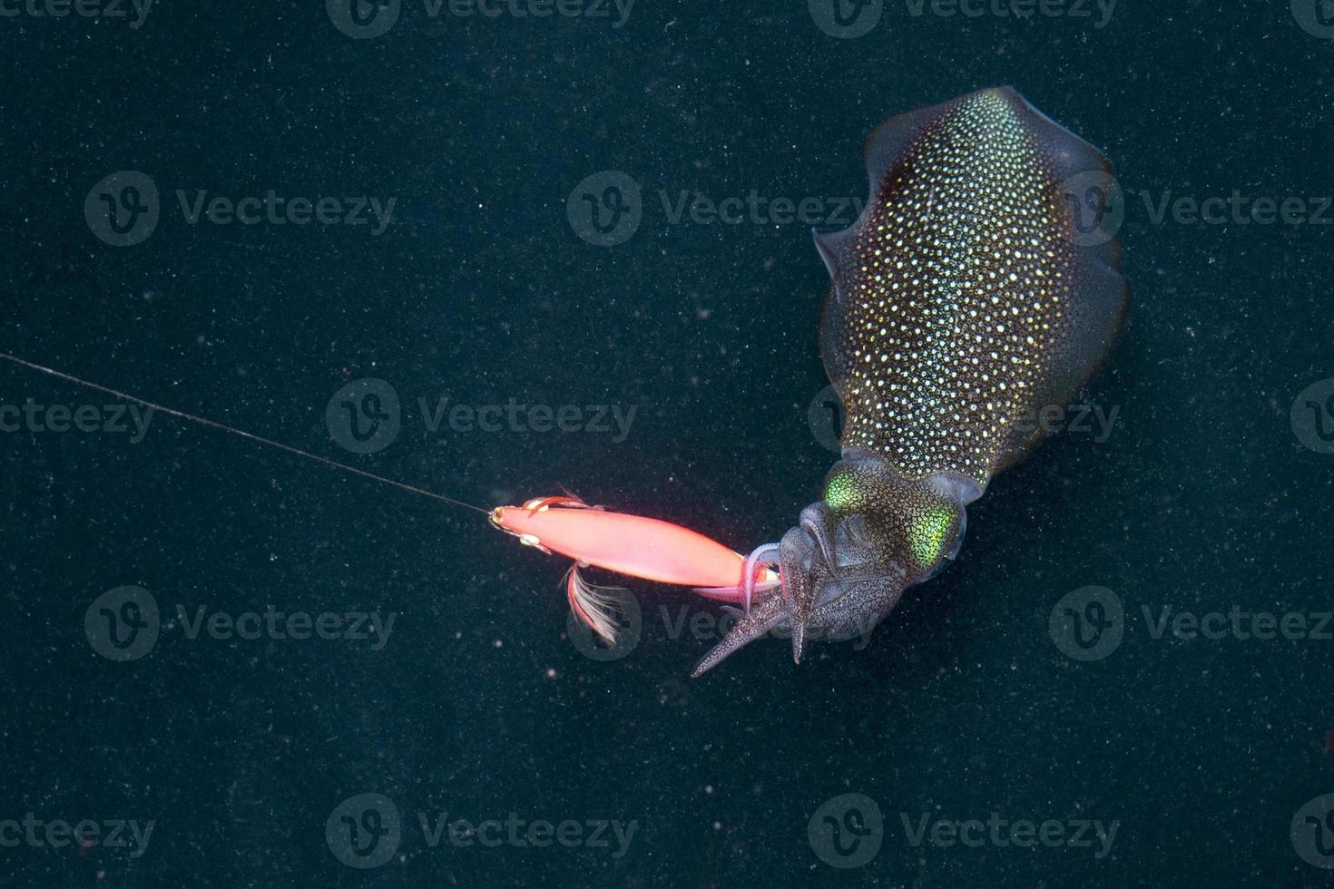 live Squid cuttlefish underwater at night while being fished photo