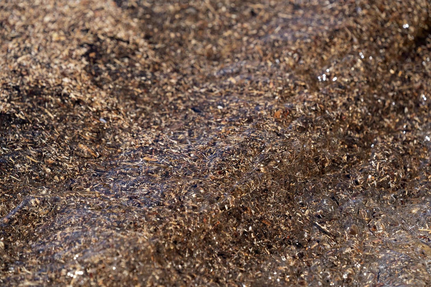 sargasso algae in mexico beach photo