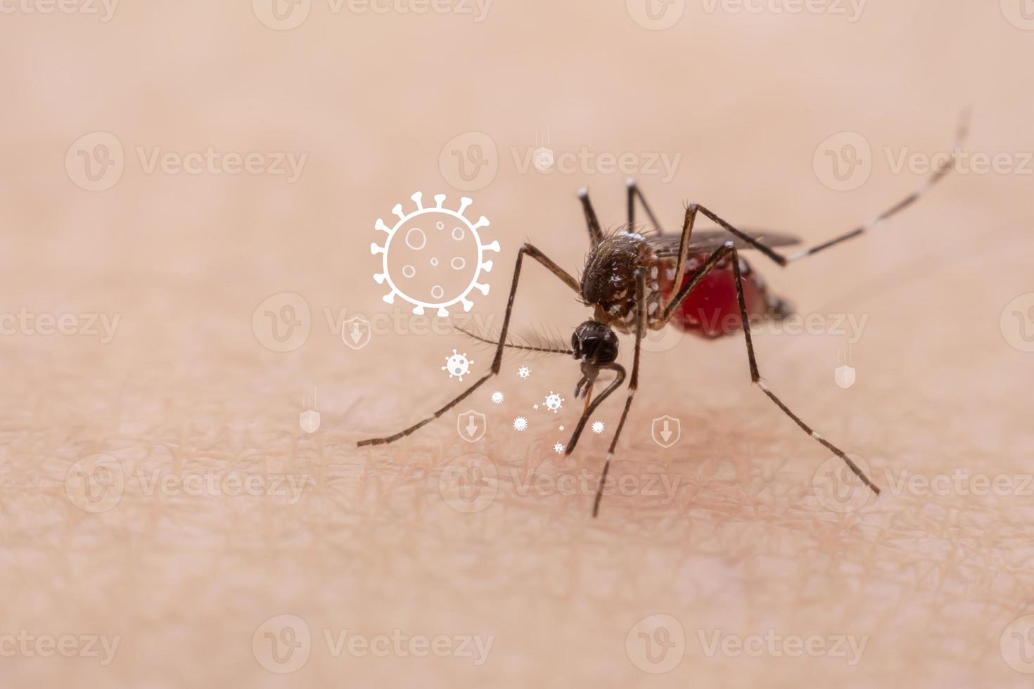 Los mosquitos son insectos chupadores de sangre naturales que infligen dolor a la salud humana y, biológicamente, transmiten la malaria, el dengue y la fiebre zika. foto