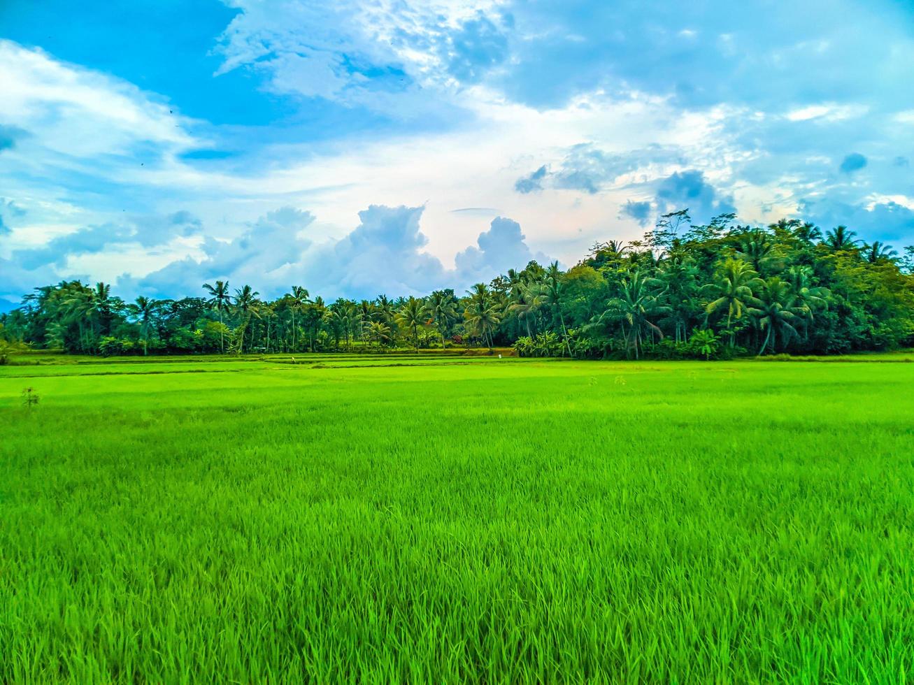 Peaceful village view. Huge farmland in the middle of a vast landscape. photo