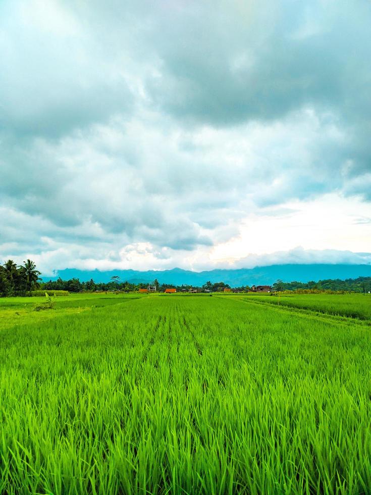 Peaceful village view. Huge farmland in the middle of a vast landscape. photo