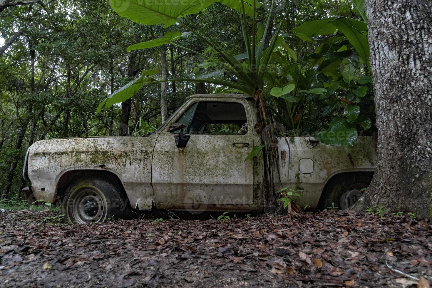 skull inside car abandoned in the forest photo
