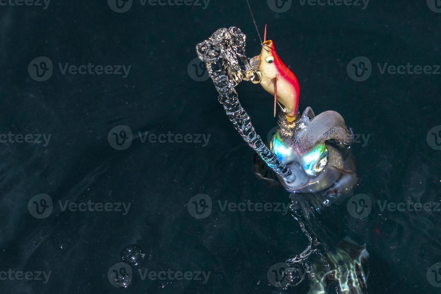 live Squid cuttlefish underwater at night while being fished photo