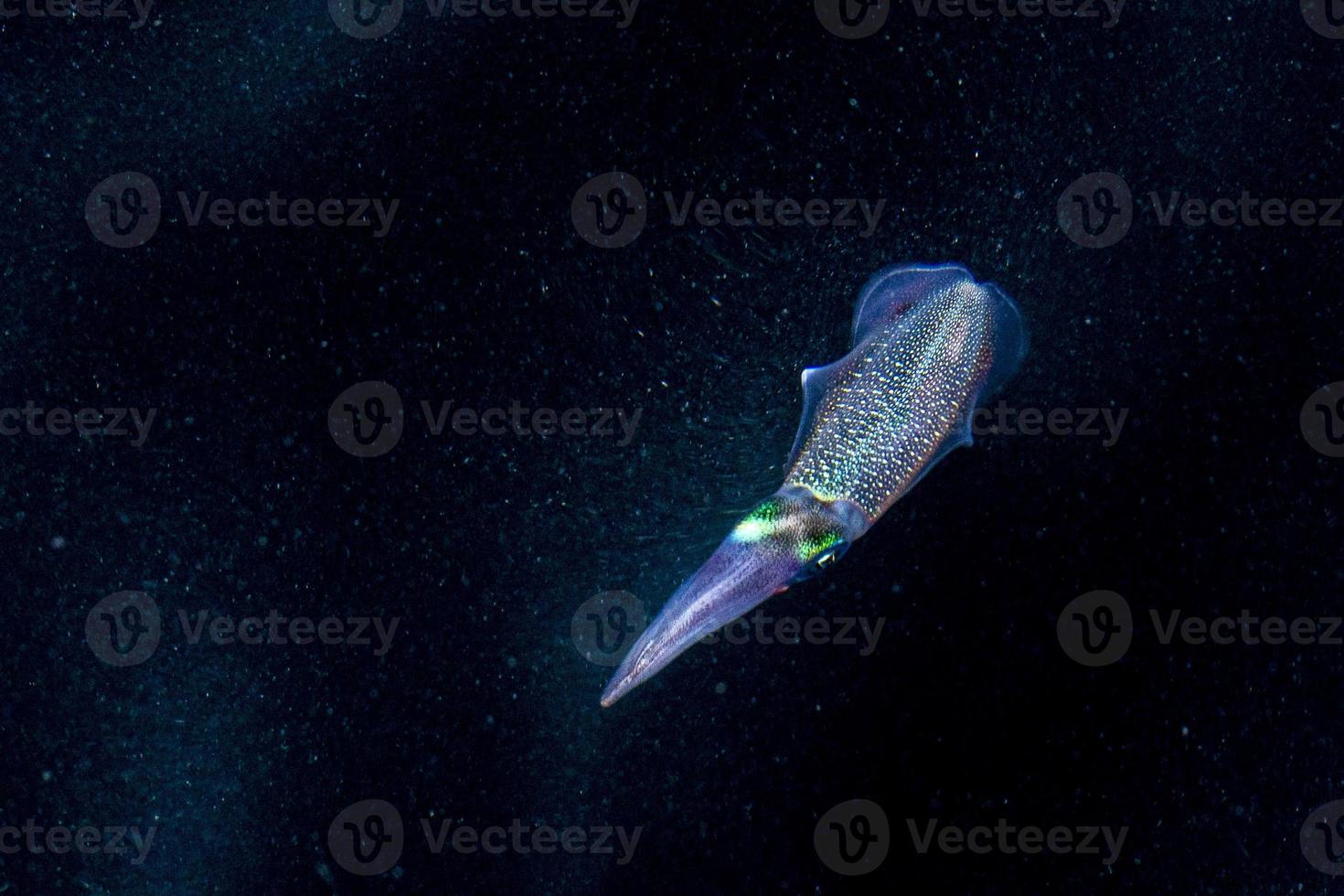 Squid cuttlefish underwater at night photo