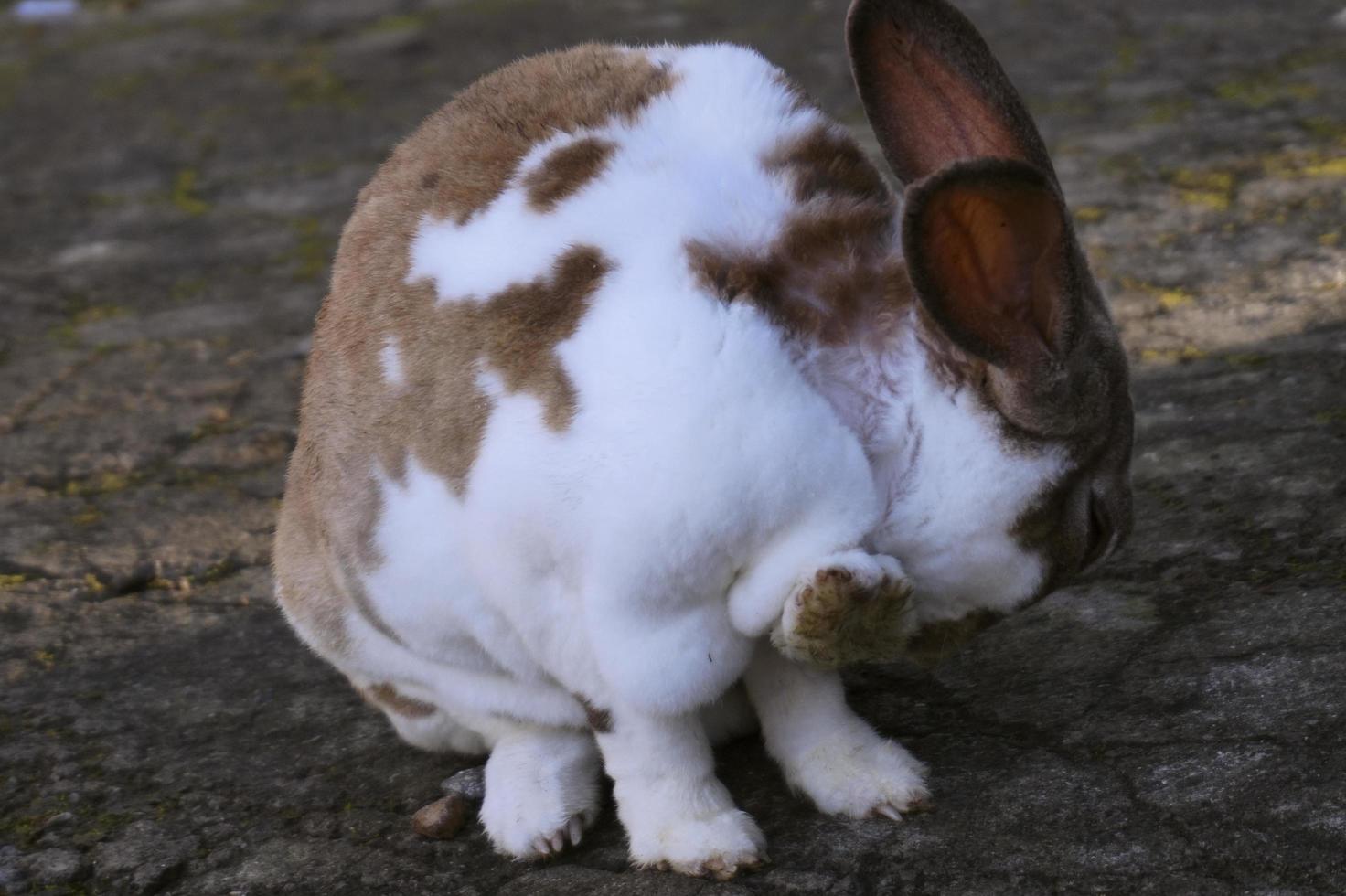 Close-up of a cute and funny white-brown rabbit photo