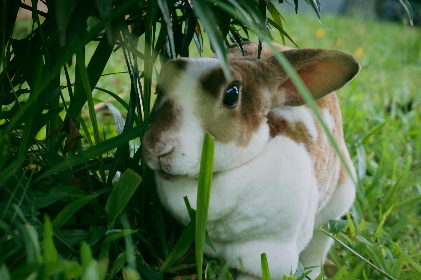 Close-up of a cute and funny white-brown rabbit on the green grass in the garden photo