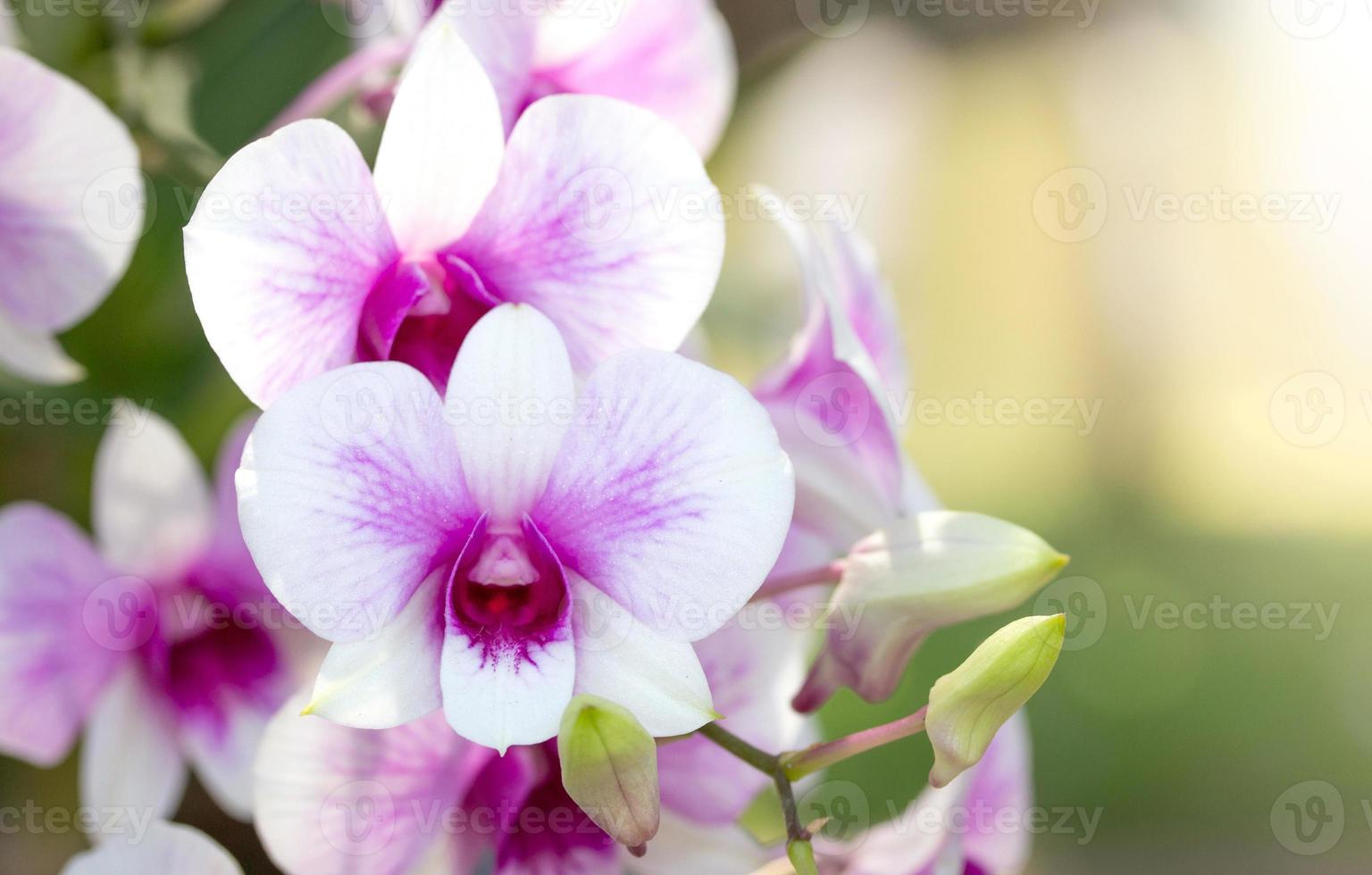 Purple phalaenopsis orchid flower photo