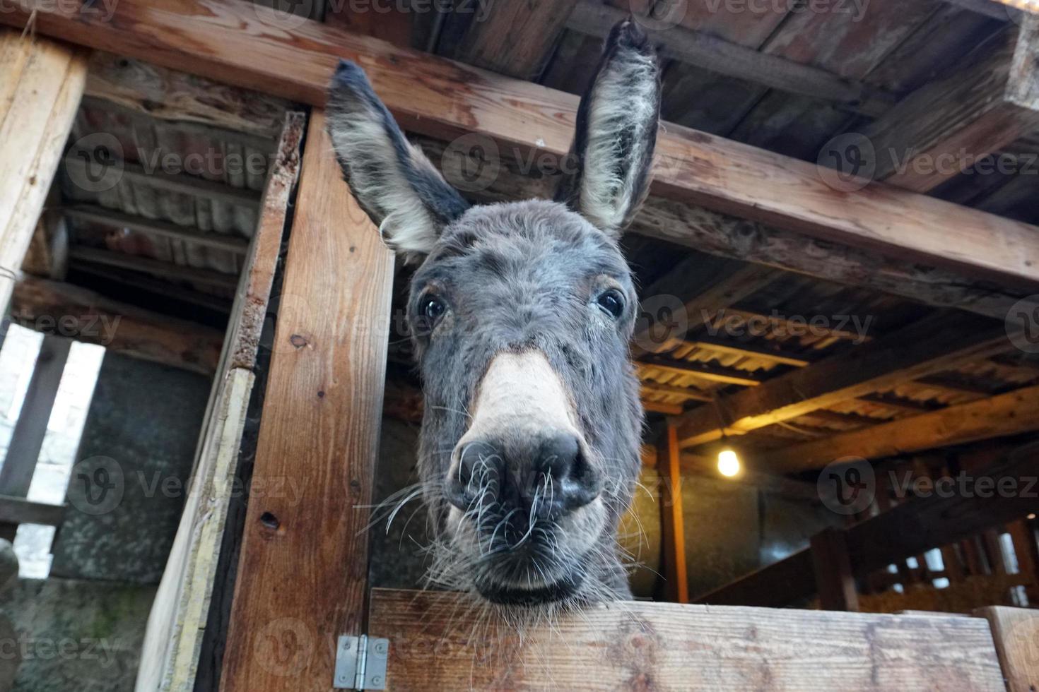 christmas donkey in stable photo