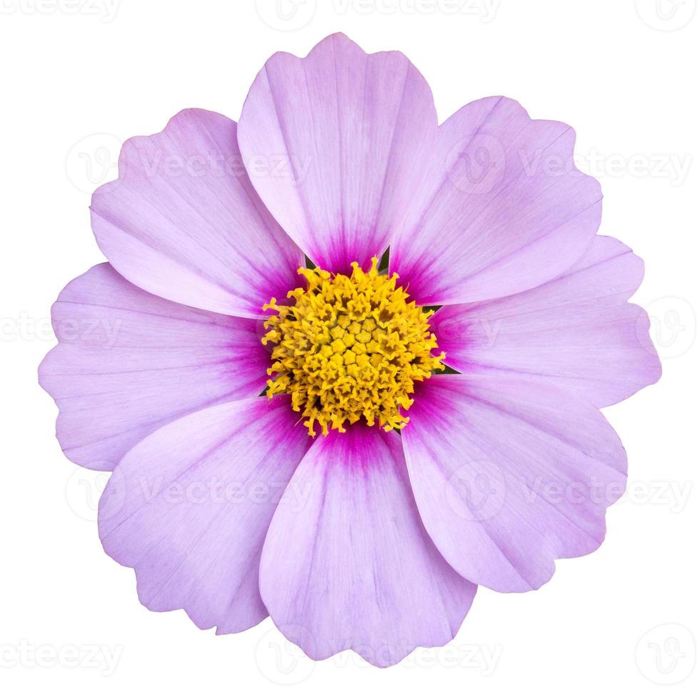 blue cosmos flower isolated on white with clipping path photo