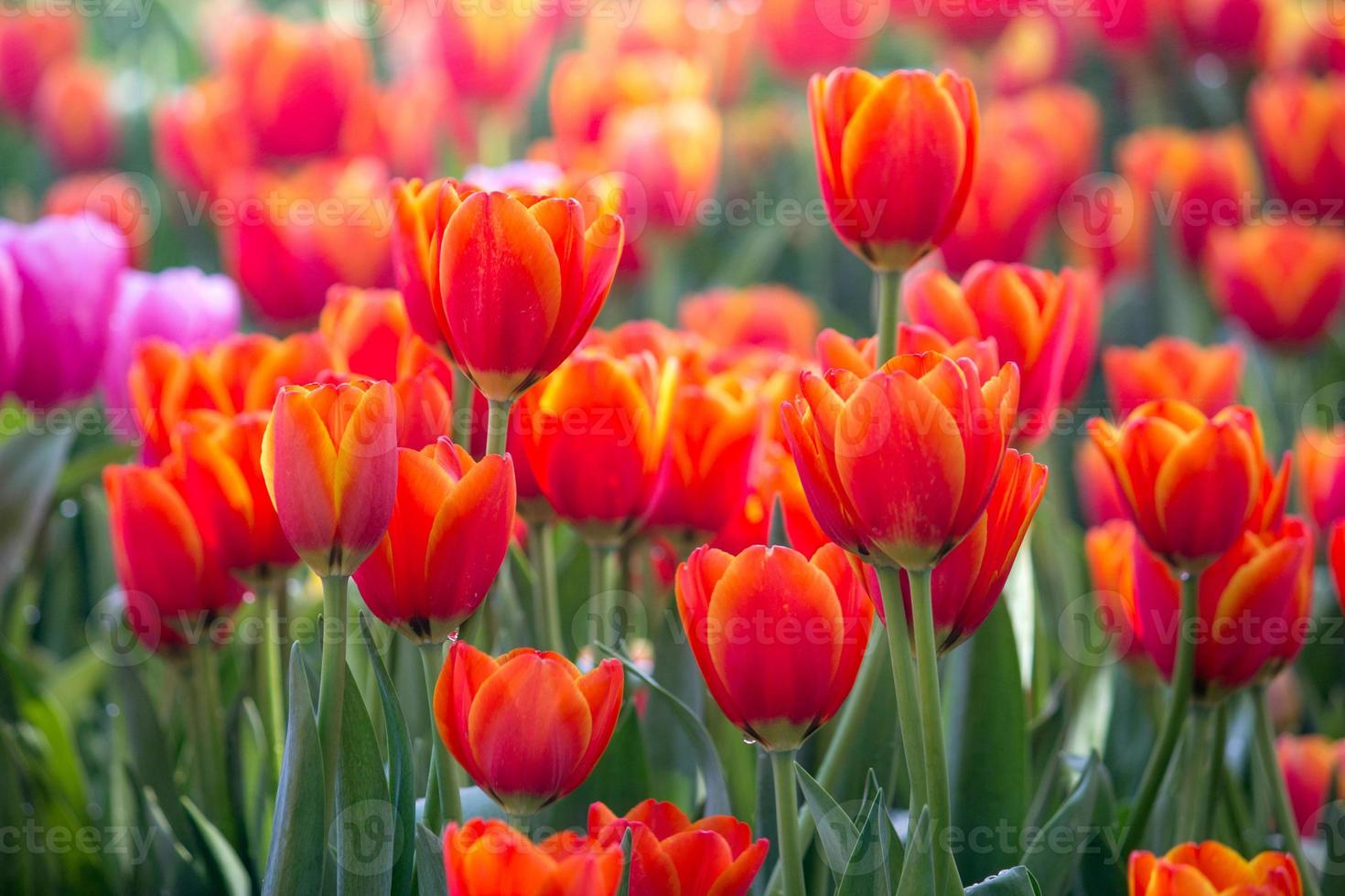 campos de flores de tulipanes rojos que florecen en el jardín foto