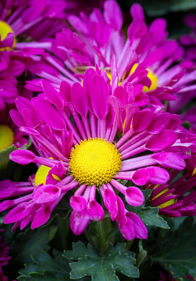 purple chrysanthemums daisy flower photo