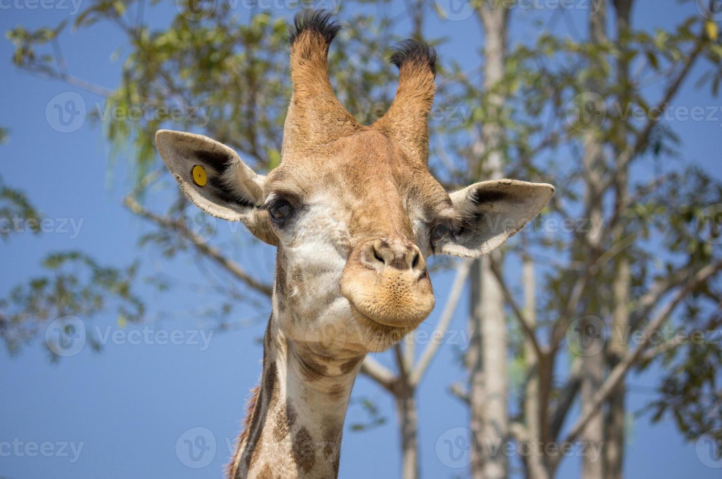 Giraffe head in the national zoo, Thailand photo