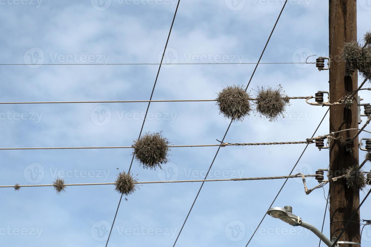 Tillandsia recurvata aerial Plant growing on power lines in Baja California photo