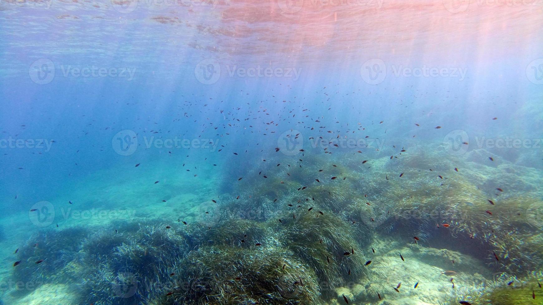 vista submarina de agua cristalina de Cerdeña mientras se bucea foto