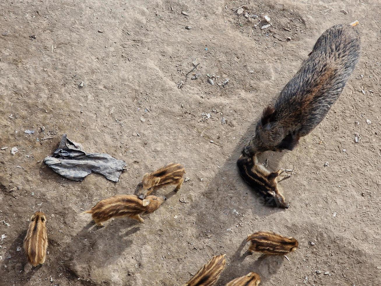 swine fever wild boar in Genoa town Bisagno river urban wildlife looking for food in garbage and resting photo