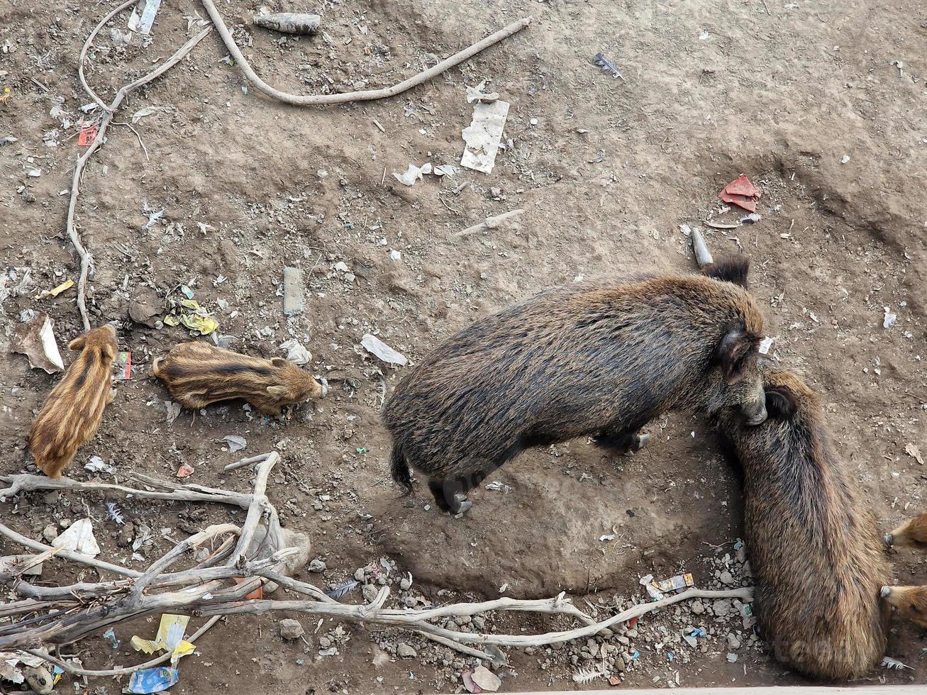 swine fever wild boar in Genoa town Bisagno river urban wildlife looking for food in garbage and resting photo