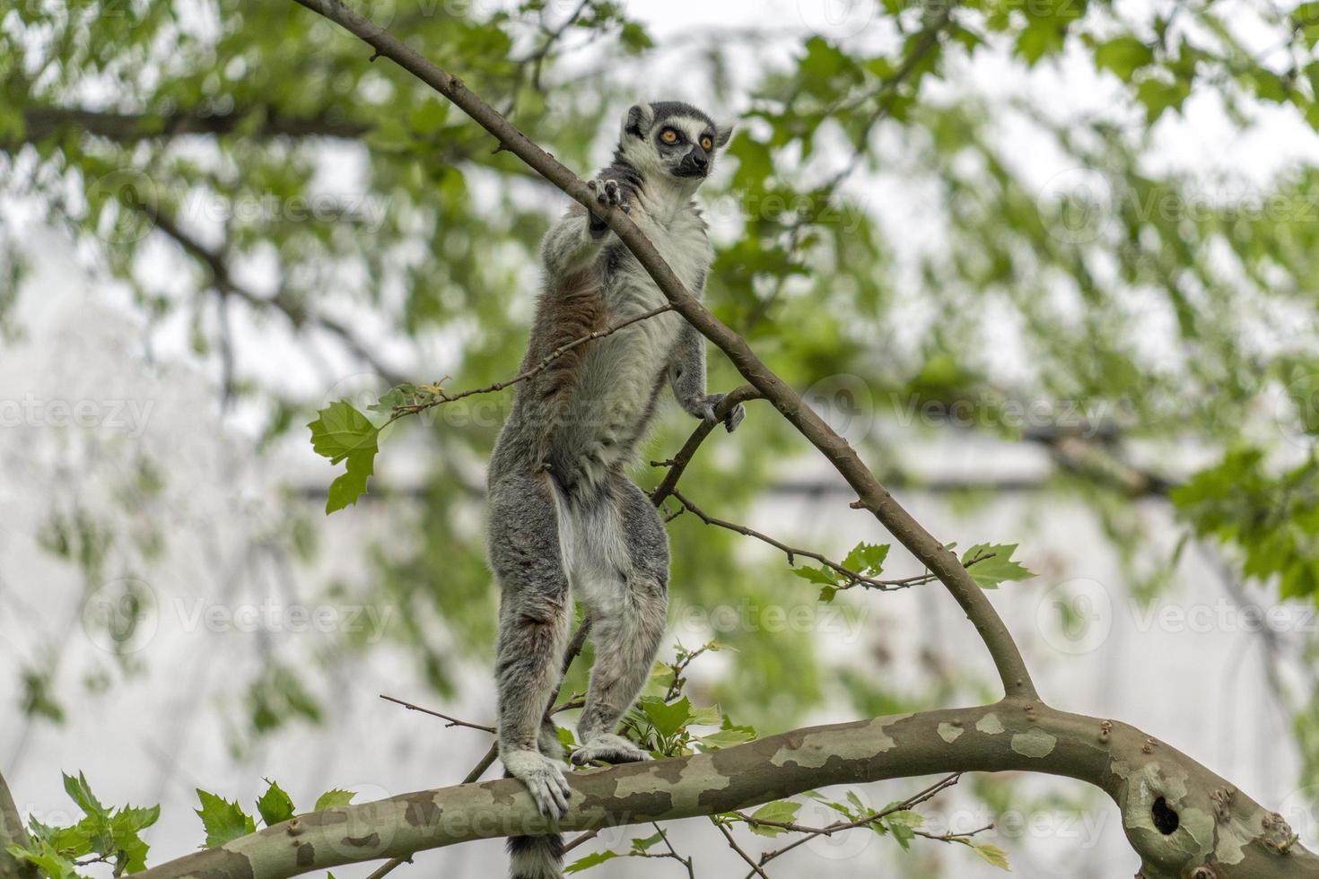 lemur monkey while climbing a tree photo