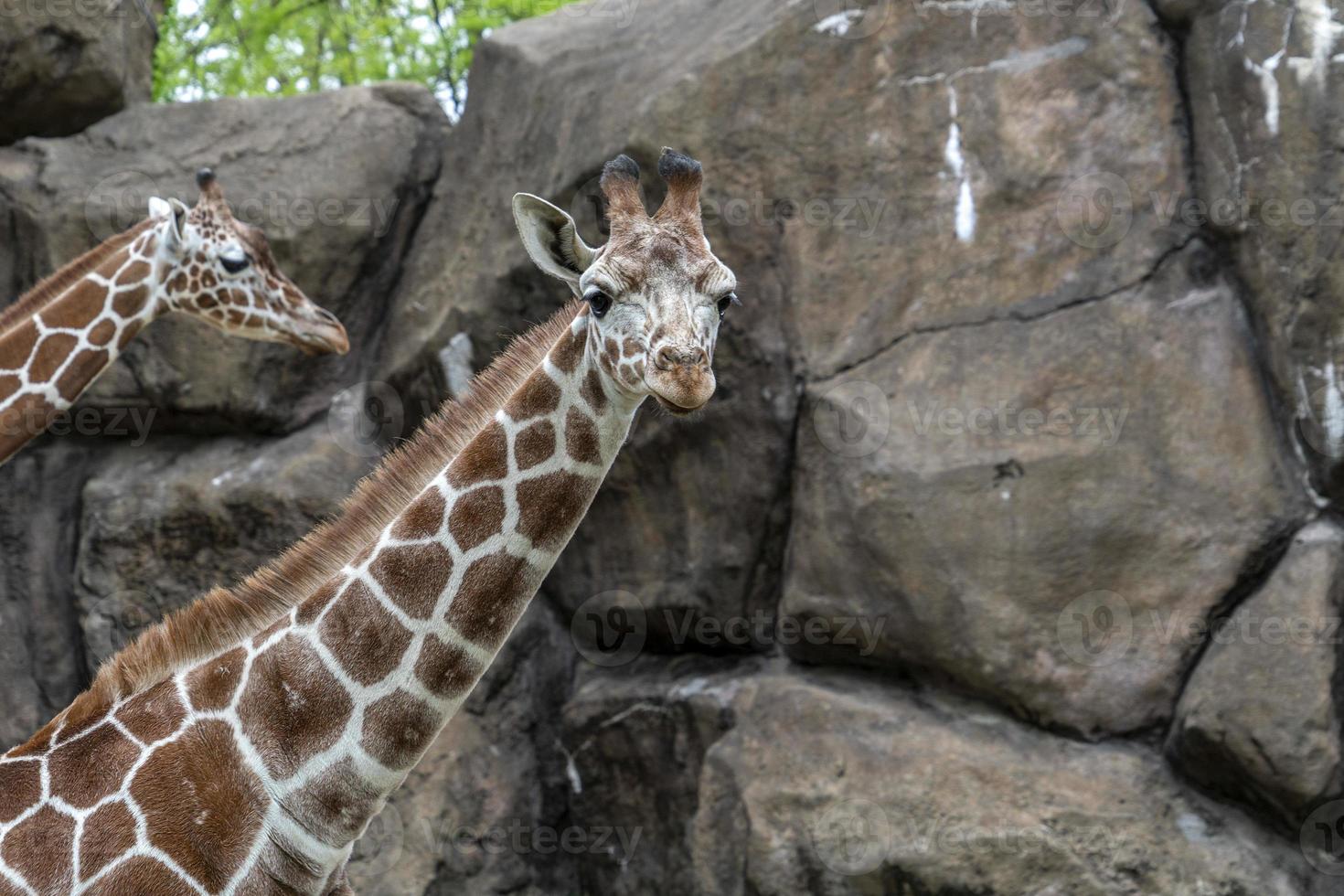tanzania giraffe close up portrait photo