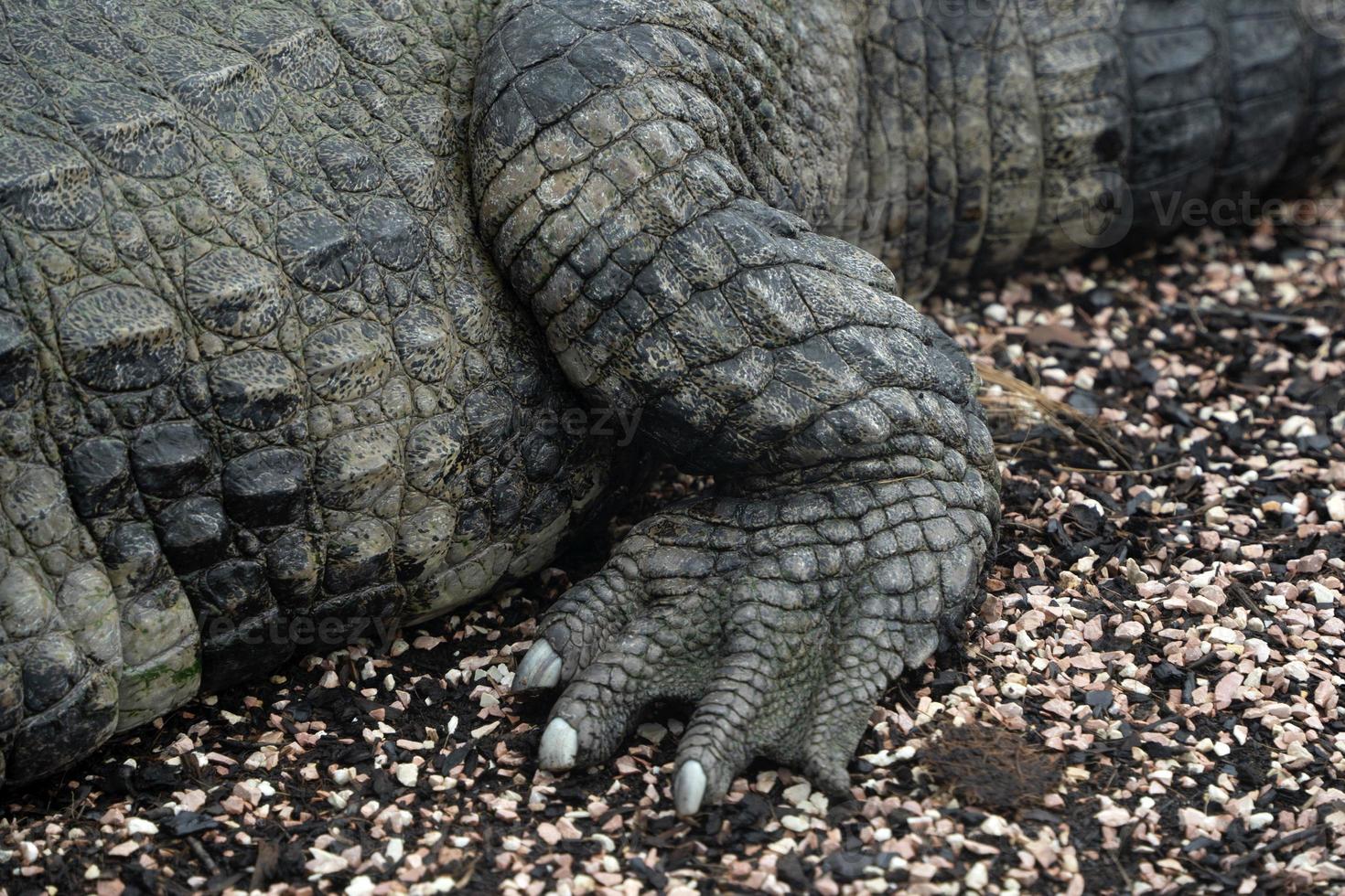 Crocodile close up detail portrait photo