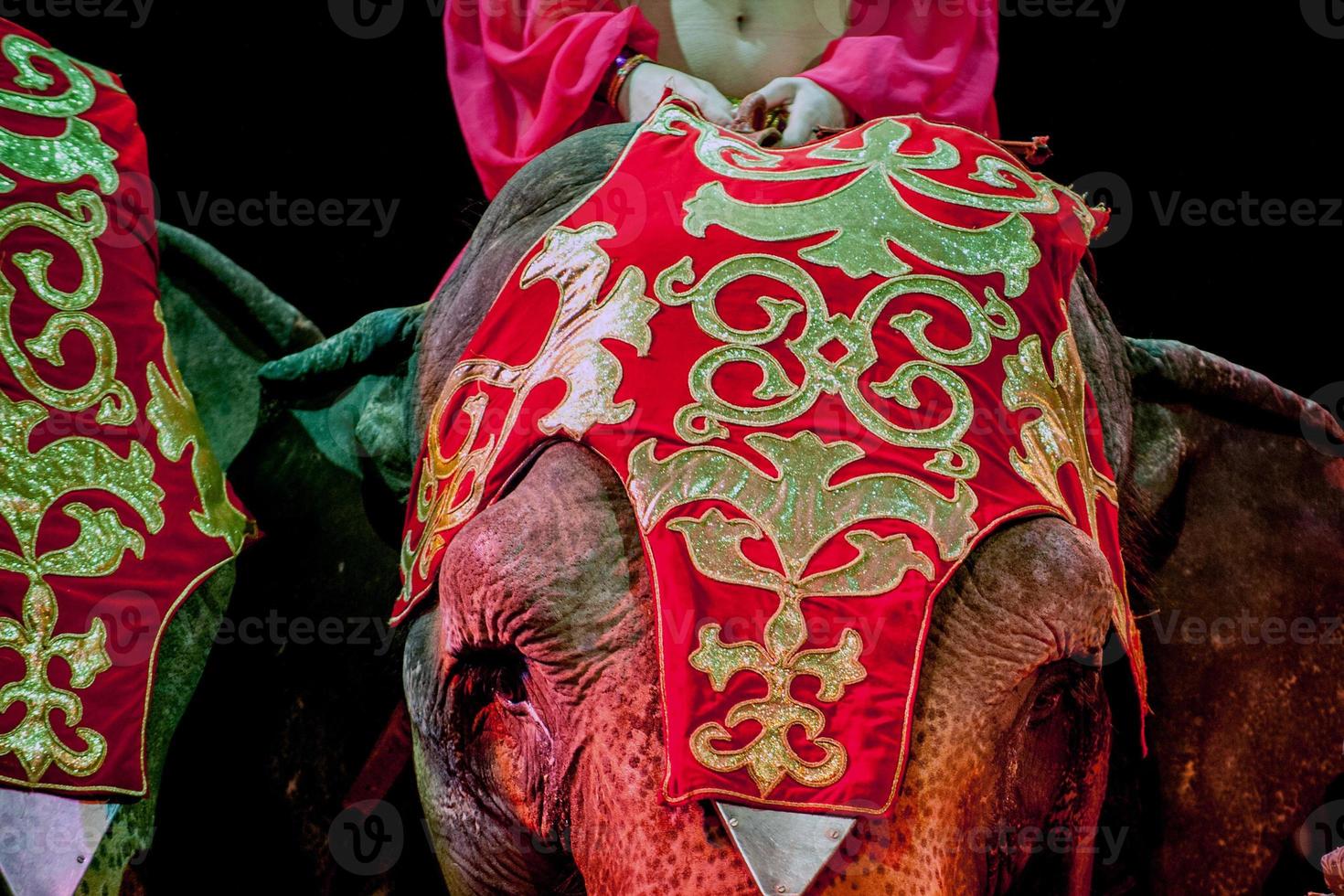 Circus elephant close up photo