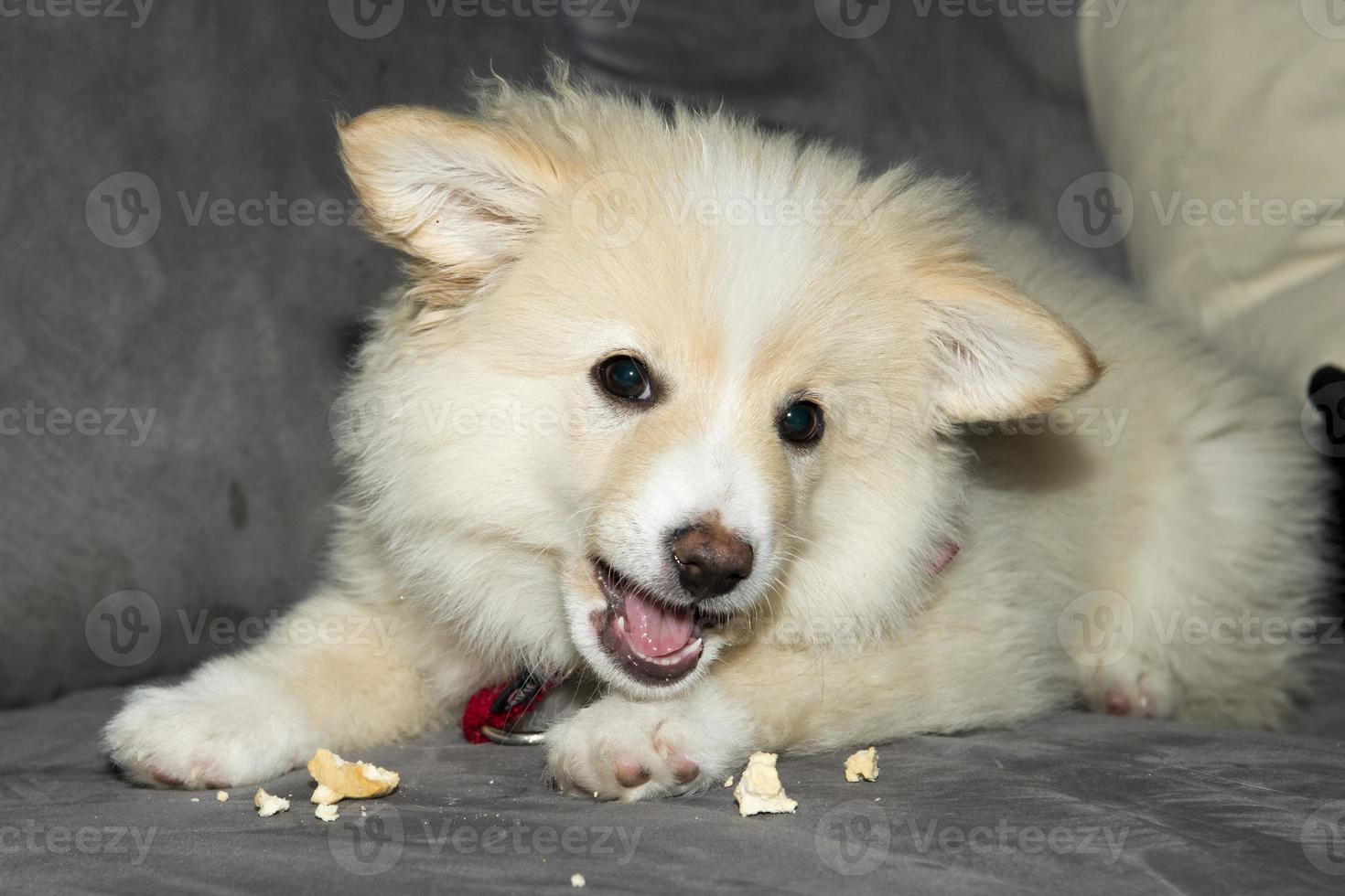 Young Pomeranian dog while eating photo