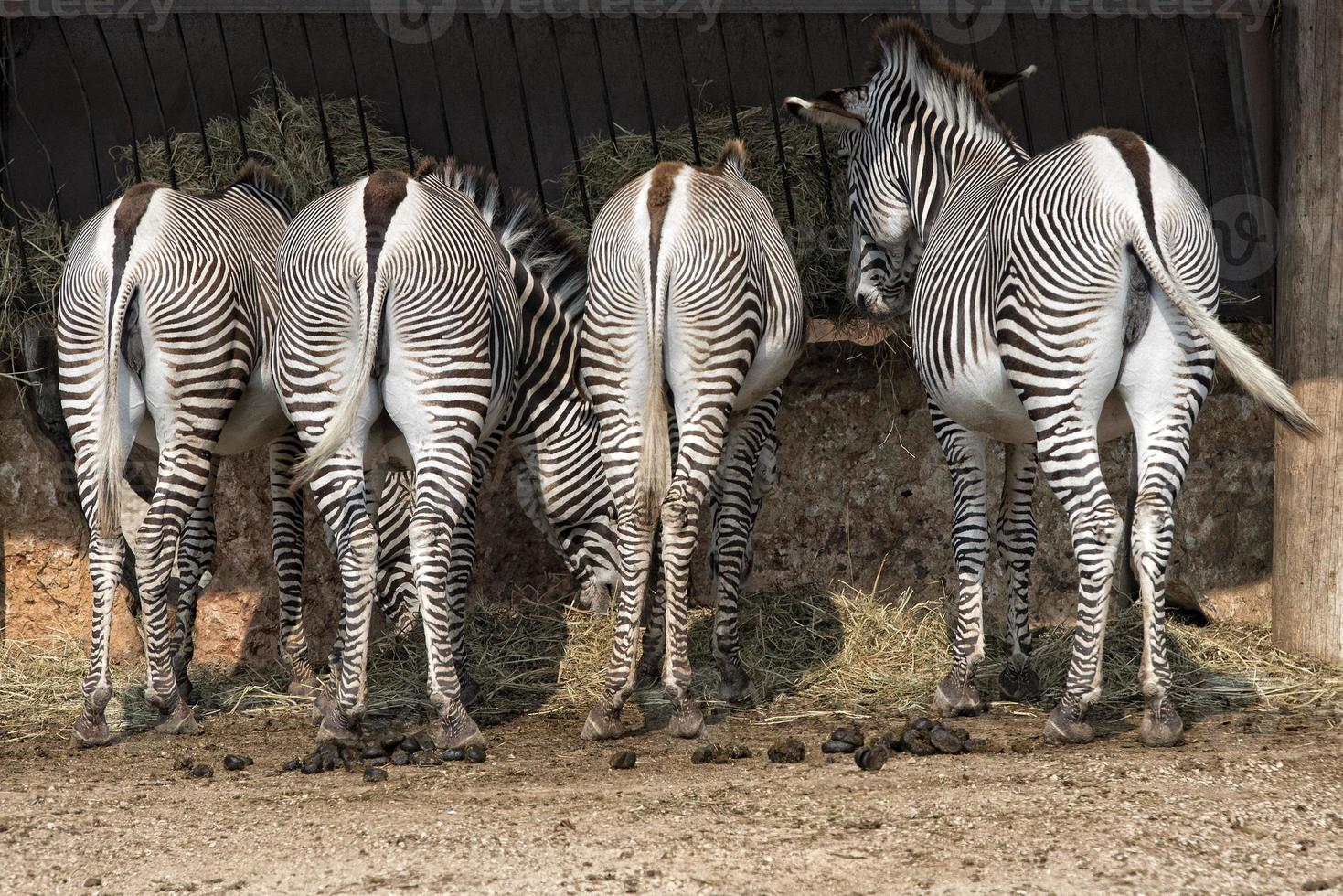 Zebras in the zoo photo