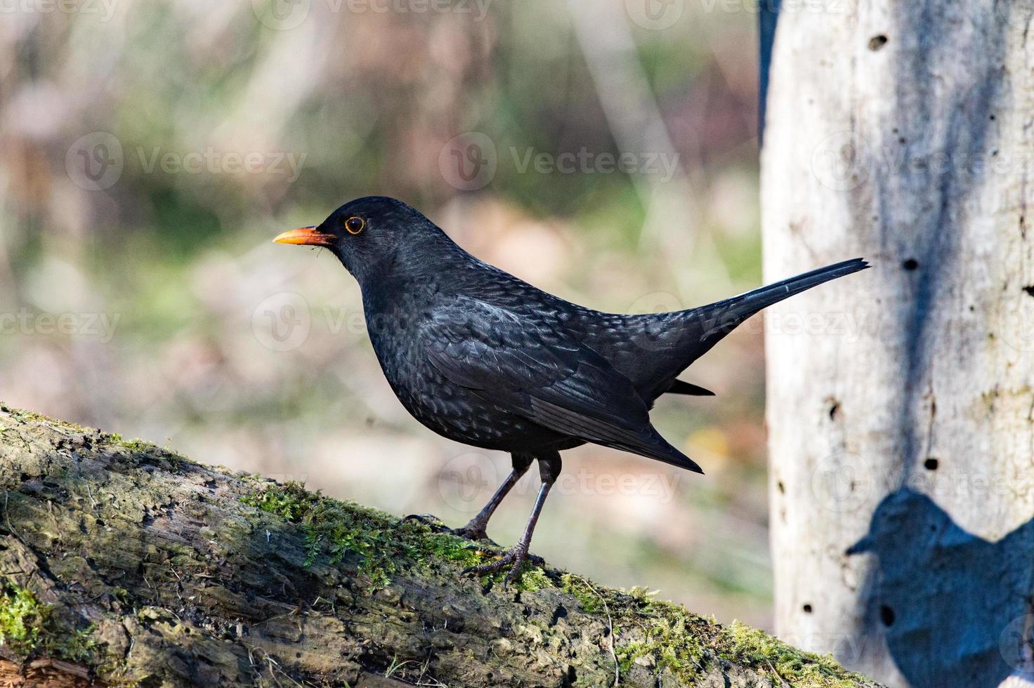 Blackbird in the forest photo