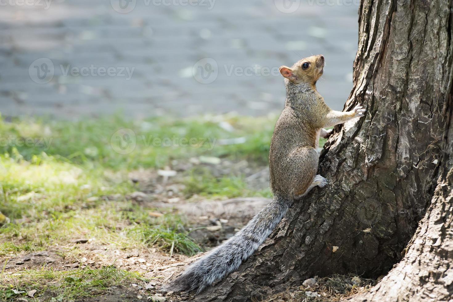 Squirrel on the tree photo