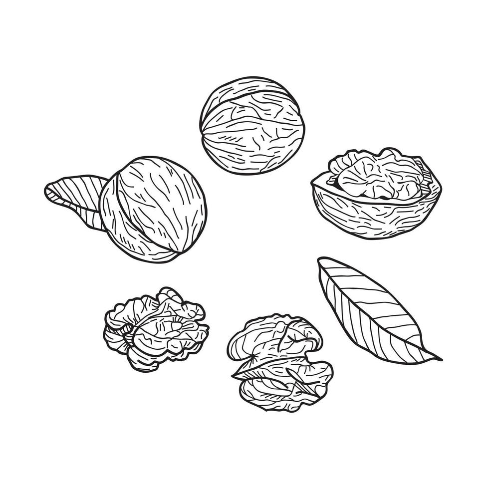 Set of walnuts on a white background. vector