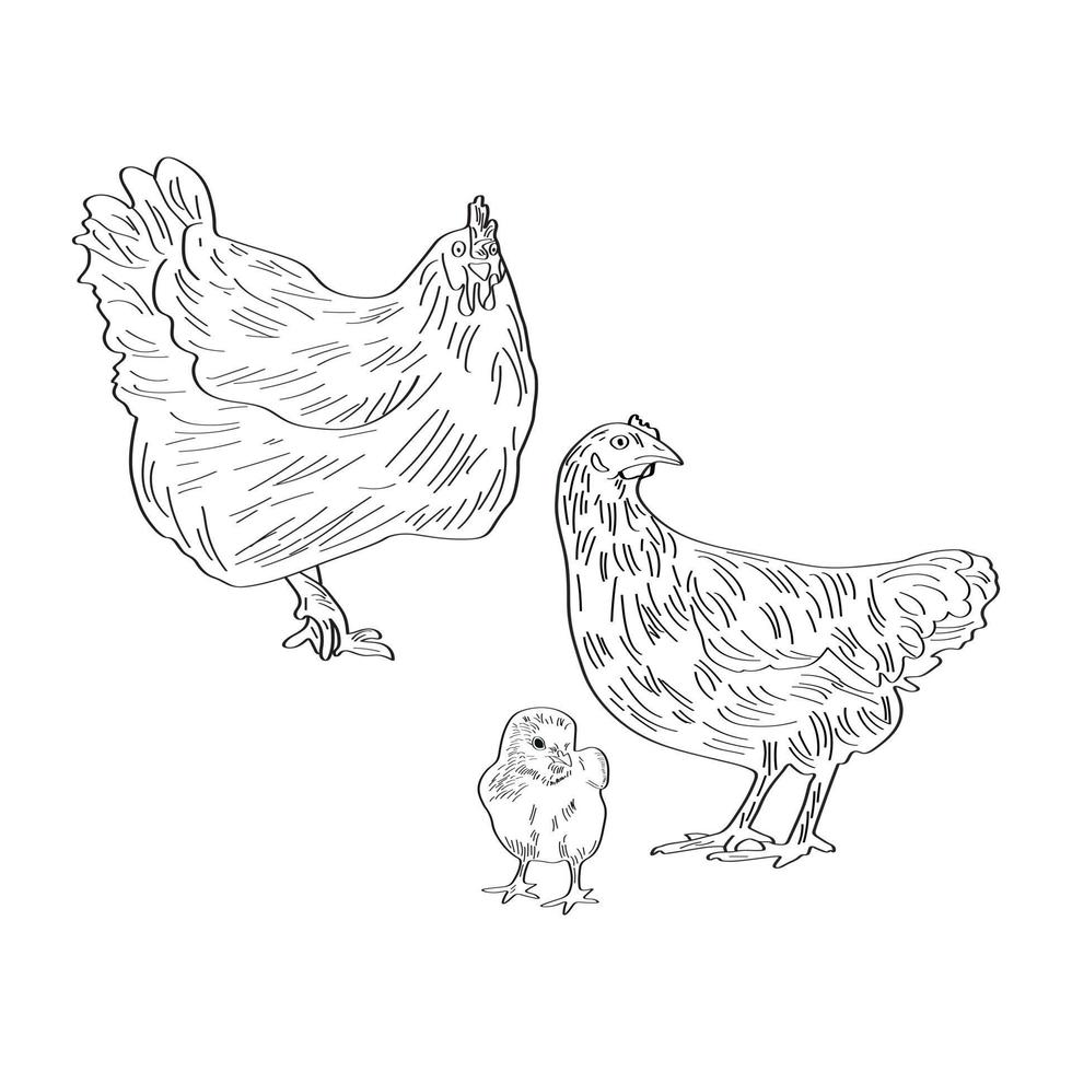 Chicken family. Cock, hen and chick. Vector illustration. Sketch style coloring.