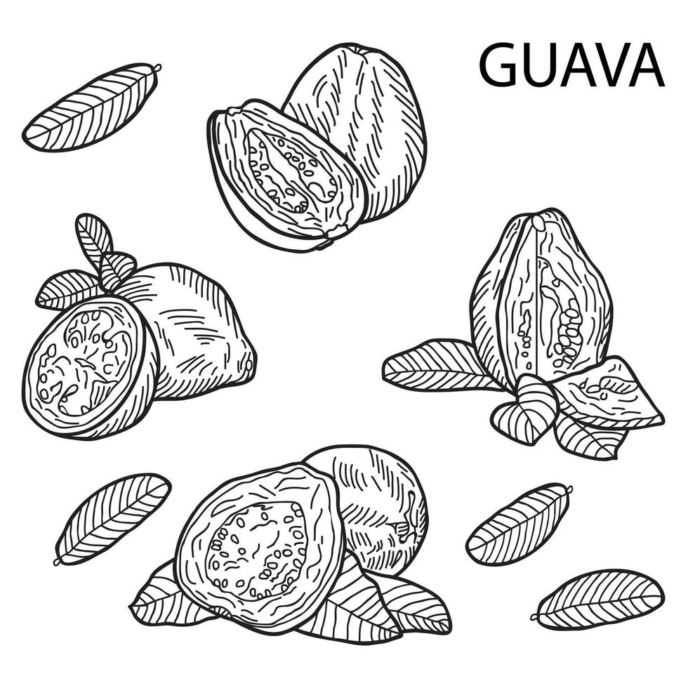 Guava fruit composition. Whole, cut, half. vector