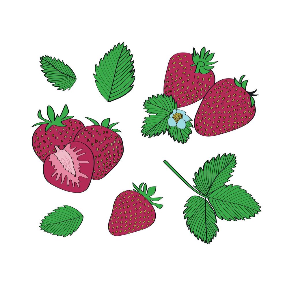 Strawberry set. Vector illustration in hand drawn style.