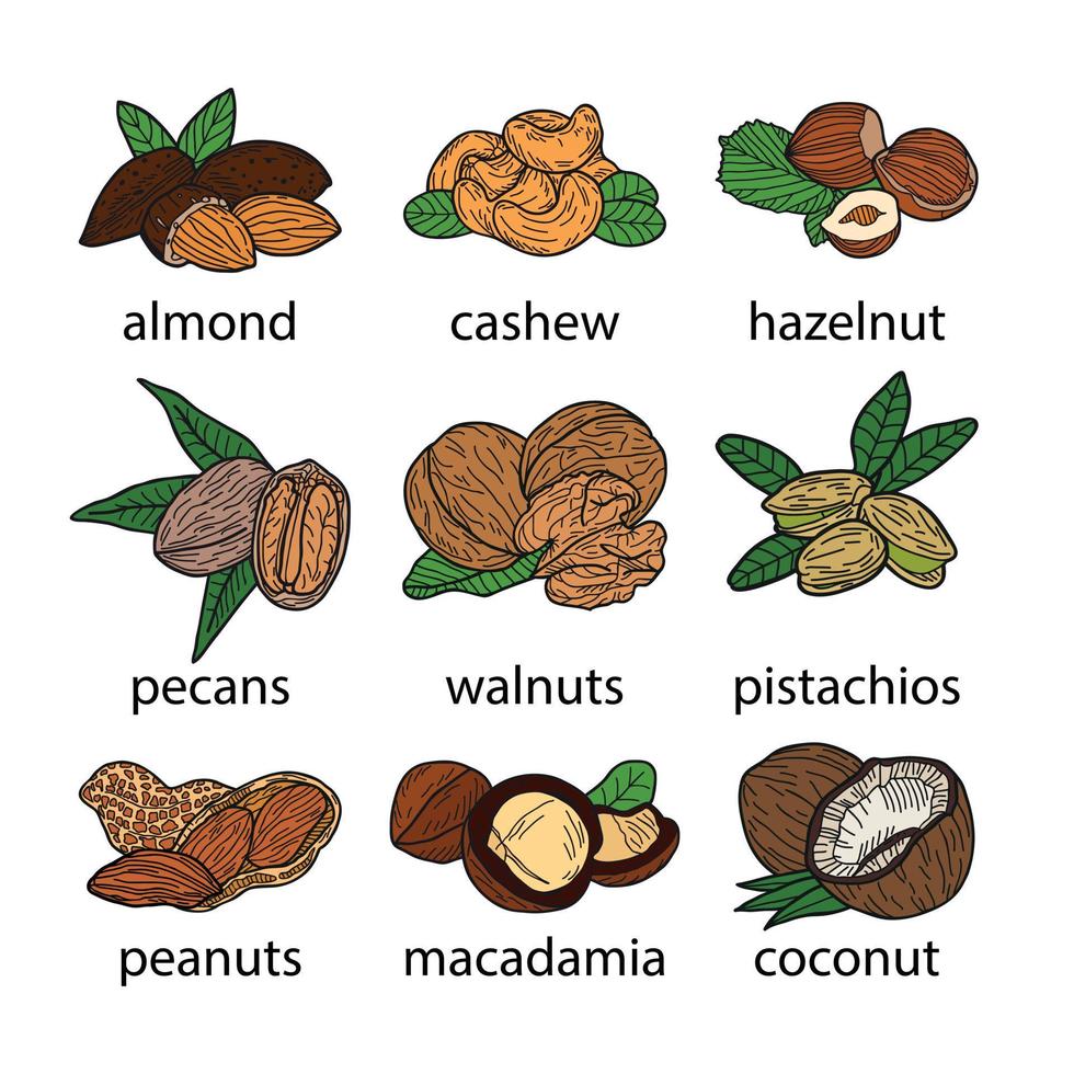 Set of nuts, vector hand-drawn illustration in flat style.