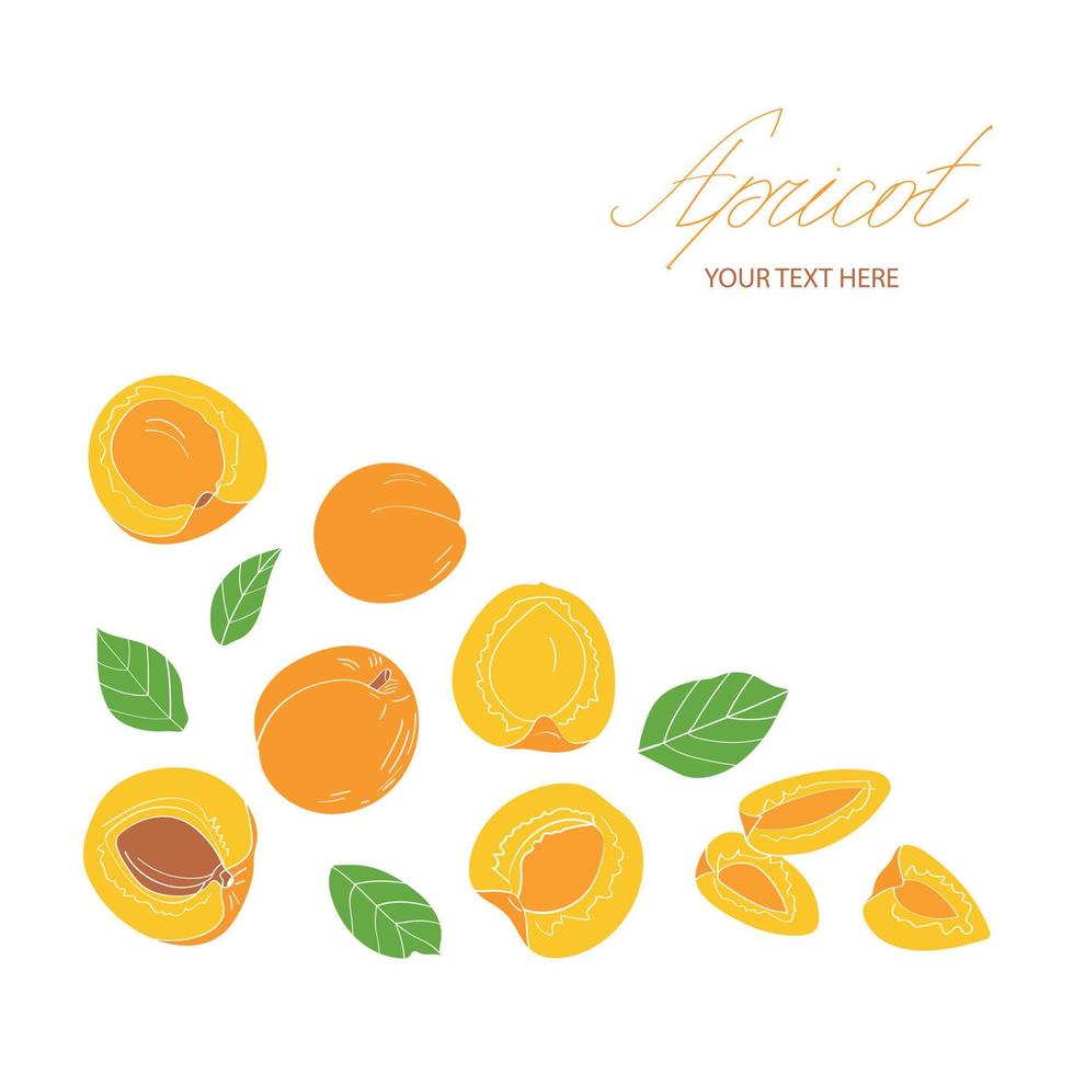 Apricot set. Vector illustration in flat style.