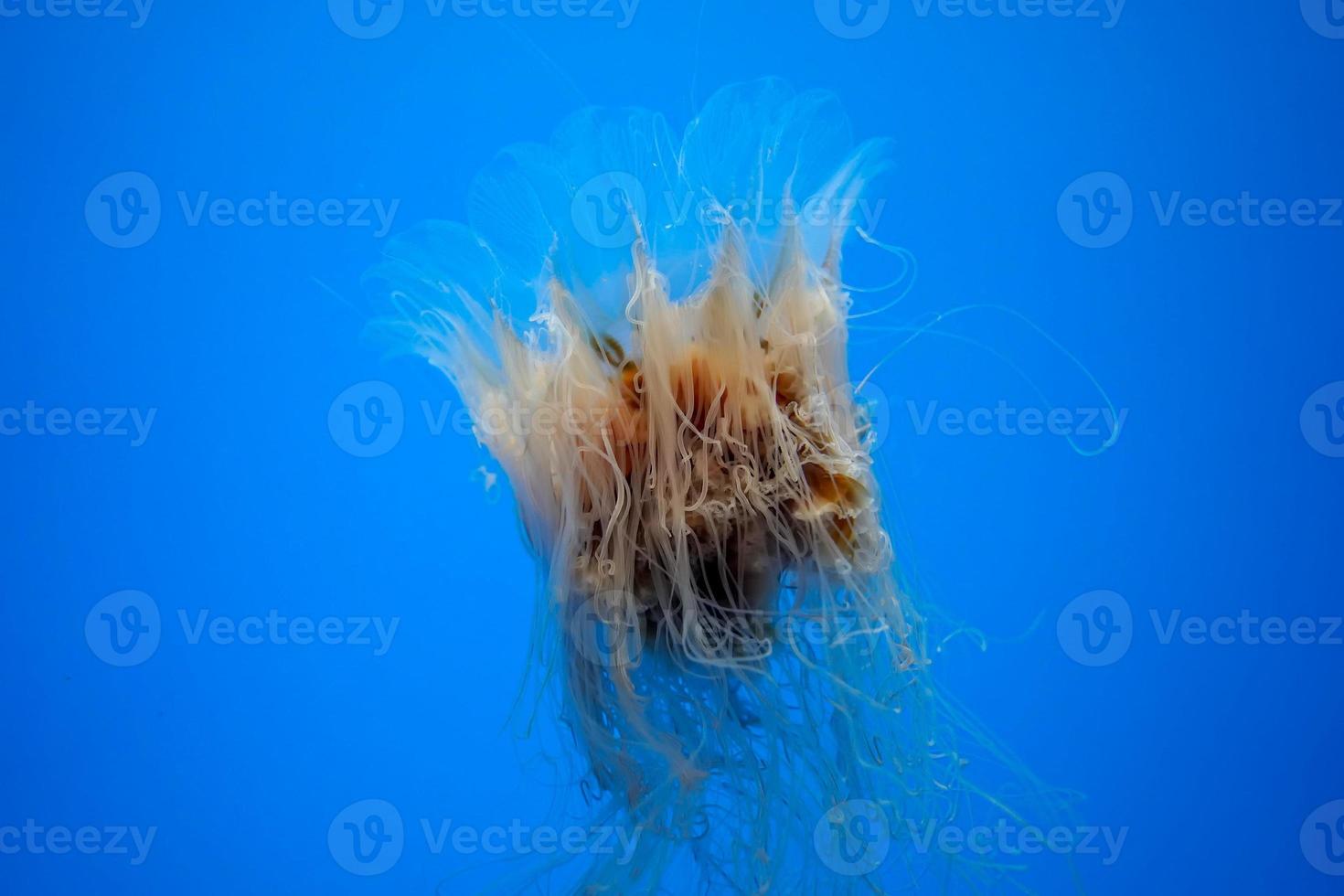 atlantic bay nettle jelly fish underwater photo