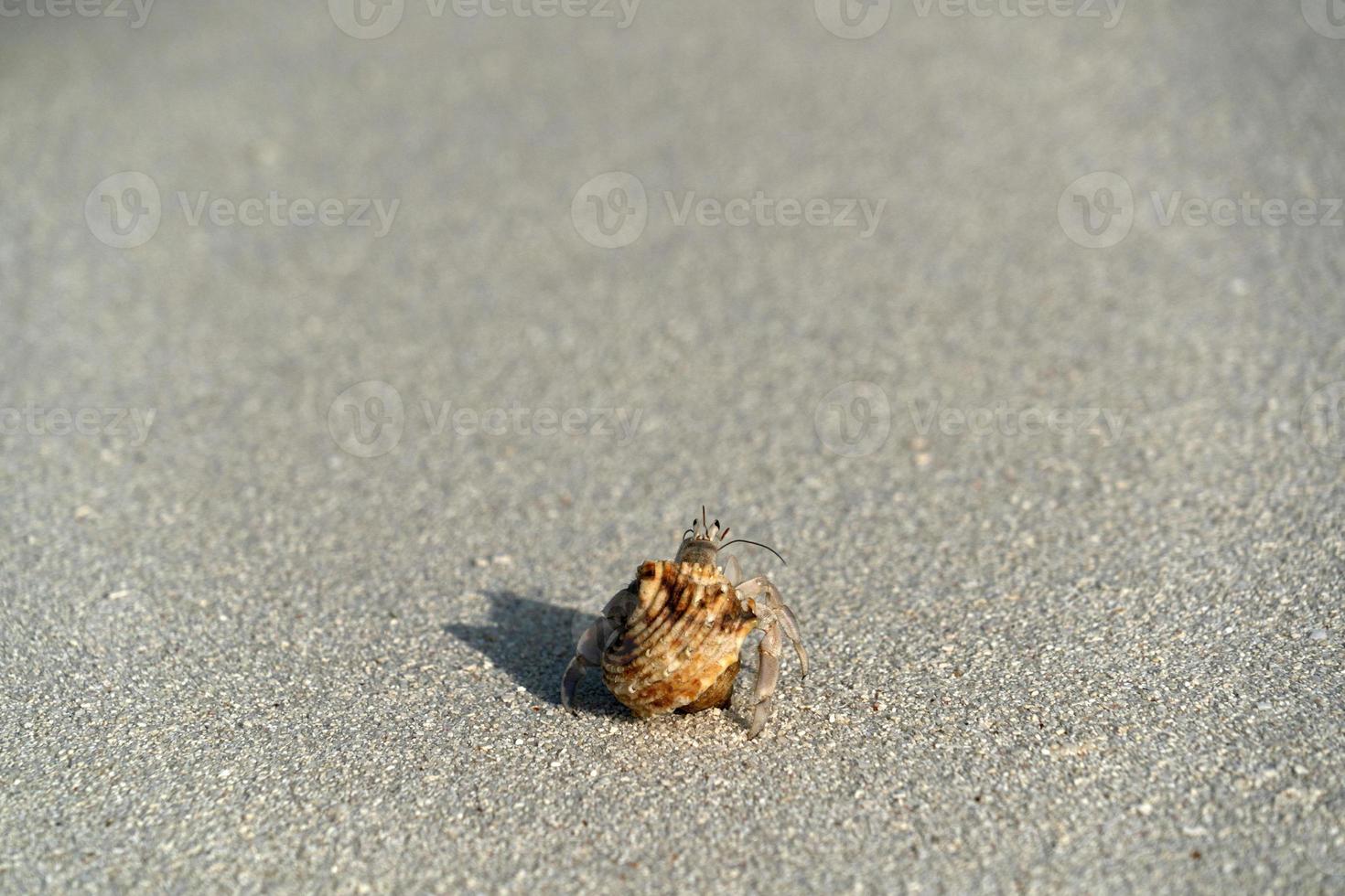 Hermit crab on white sand tropical paradise beach photo