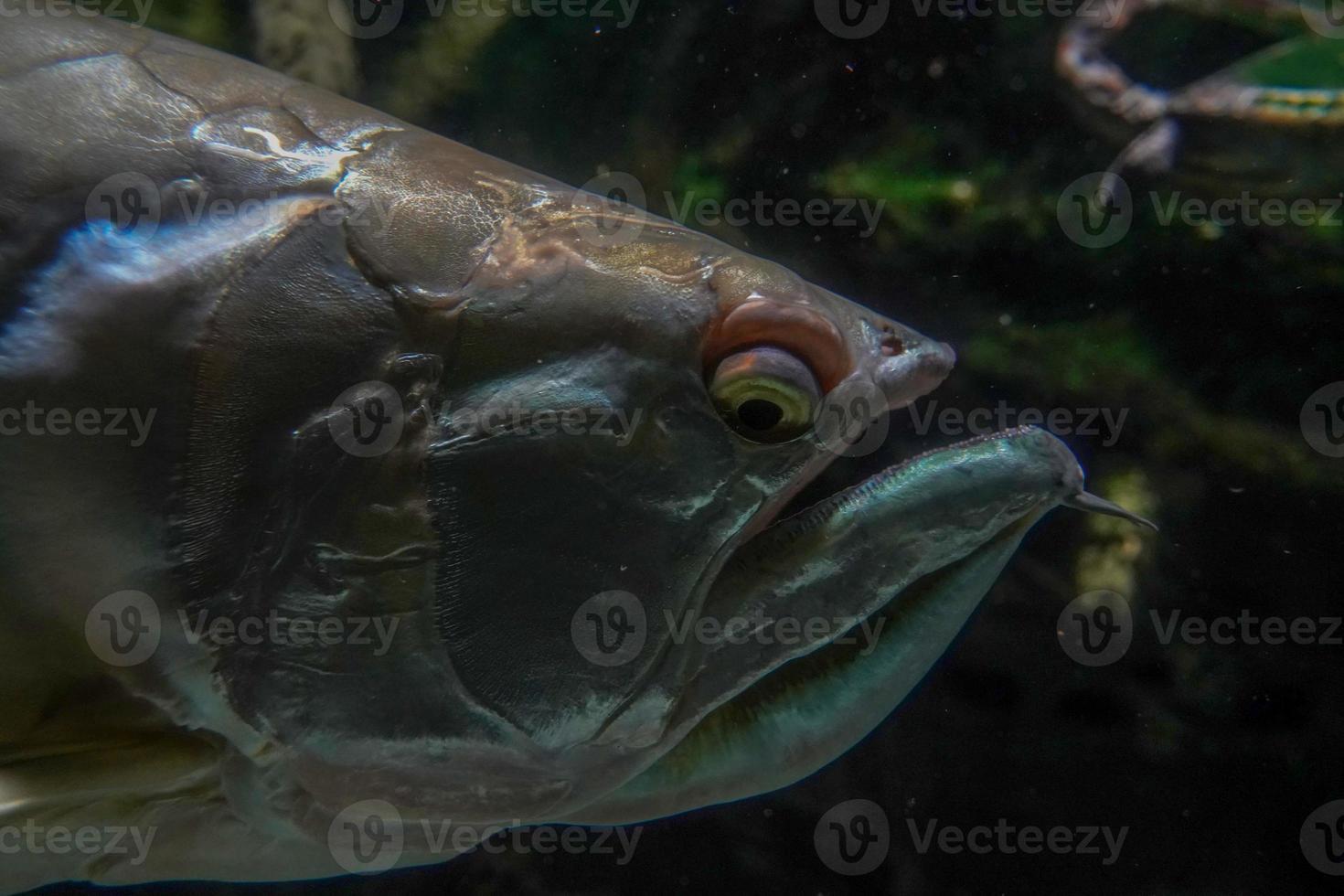 silver arawana fish south america amazzonia underwater photo