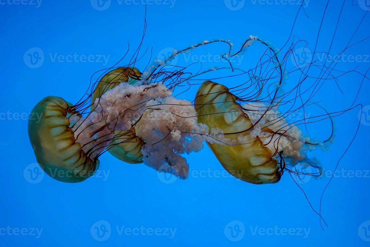 pacific sea nettle jellyfish underwater photo