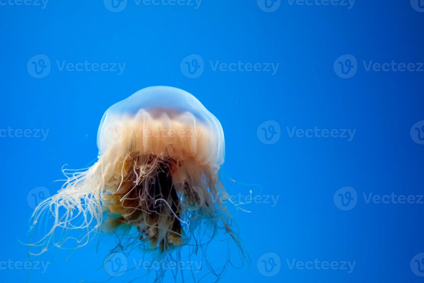 atlantic bay nettle jelly fish underwater photo