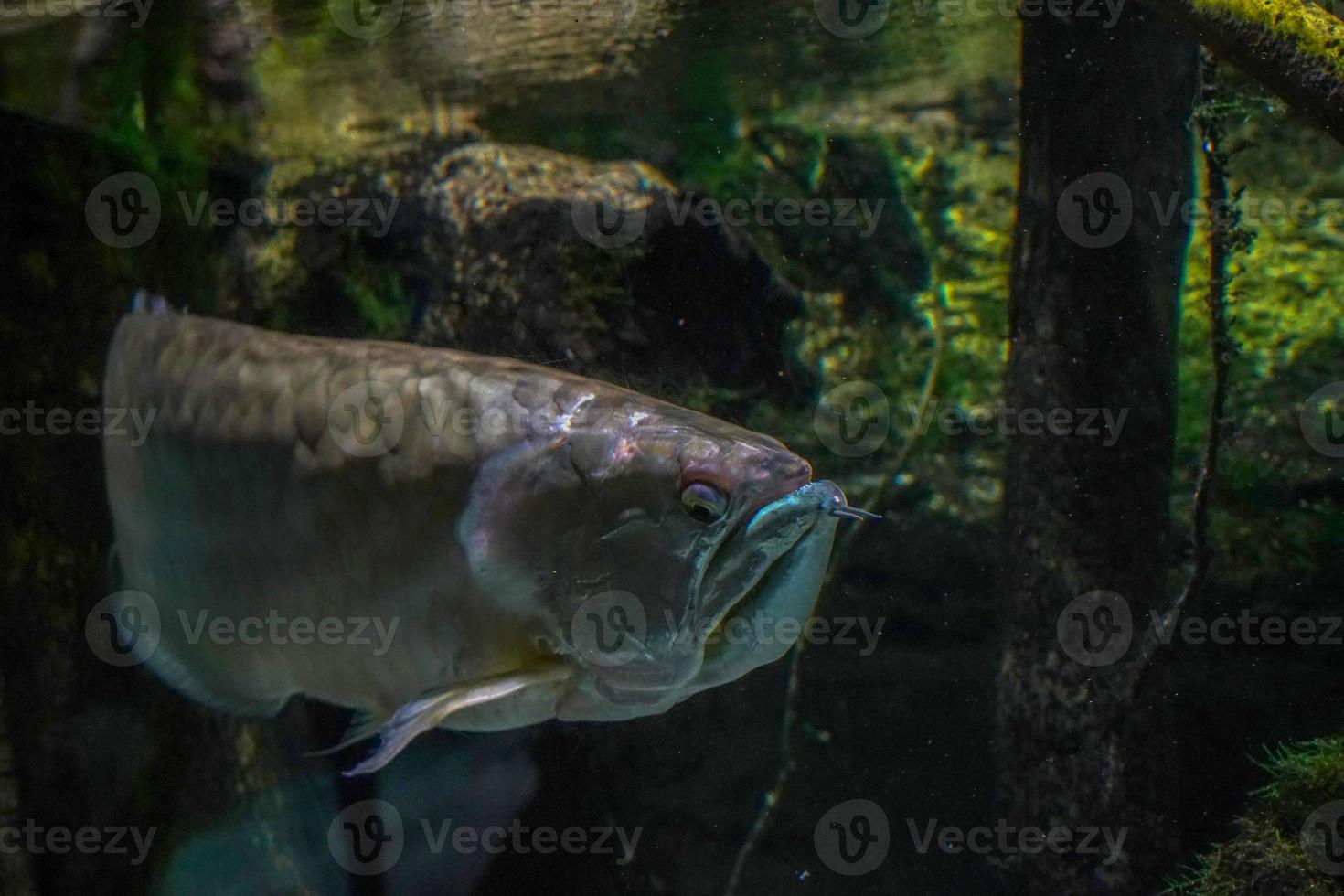 silver arawana fish south america amazzonia underwater photo