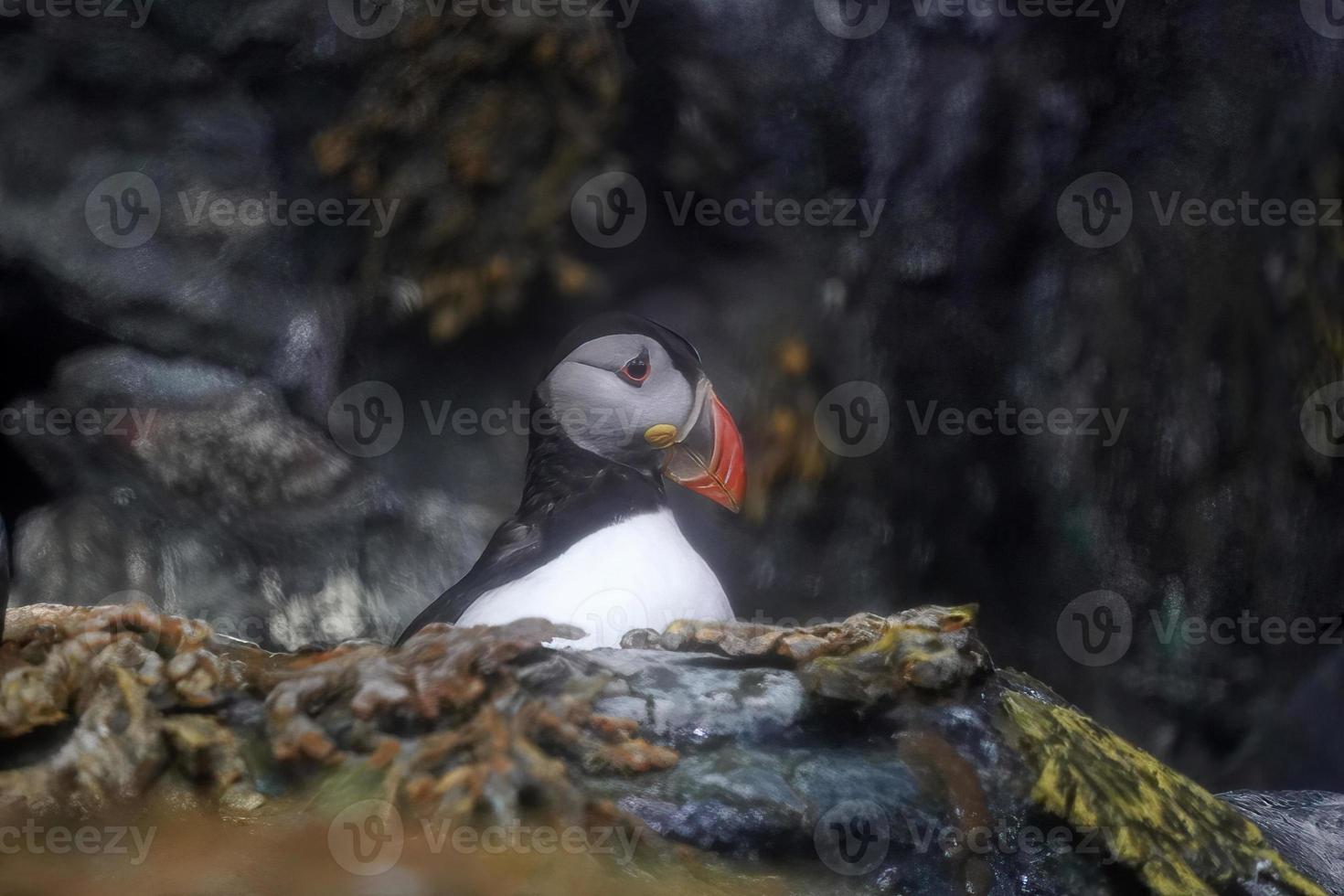 puffin bird in its nest on the rocks photo