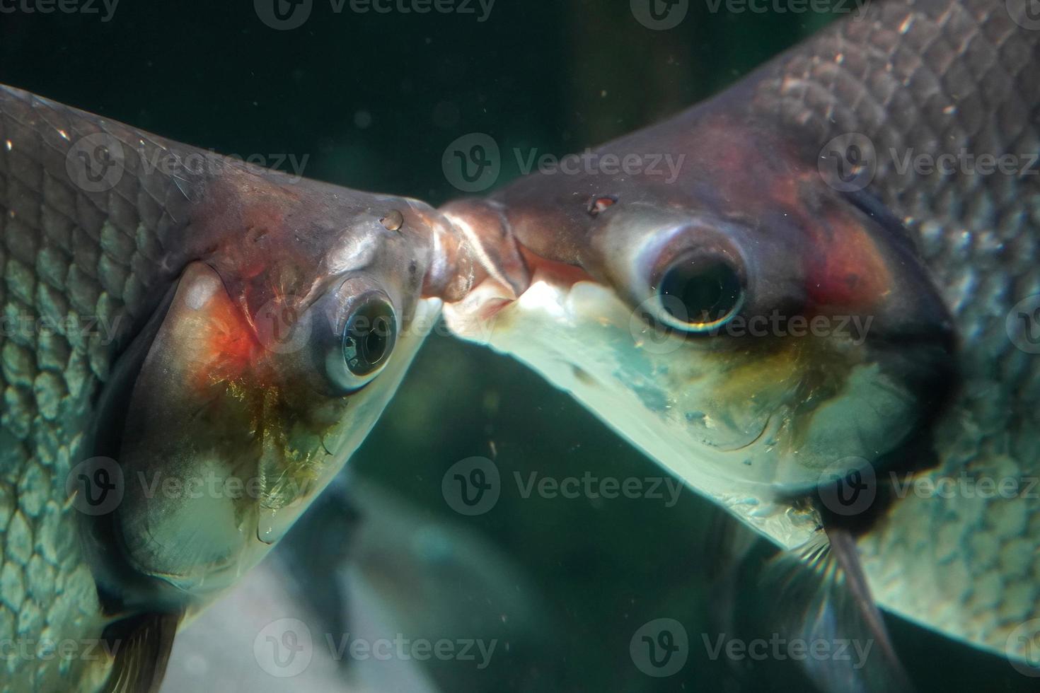 two fishes kissing underwater in love photo