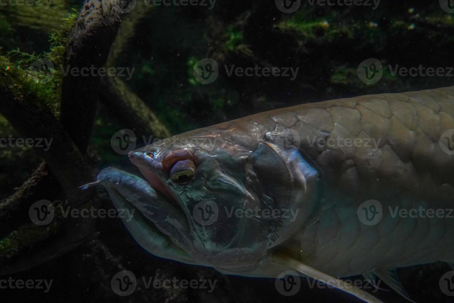 silver arawana fish south america amazzonia underwater photo